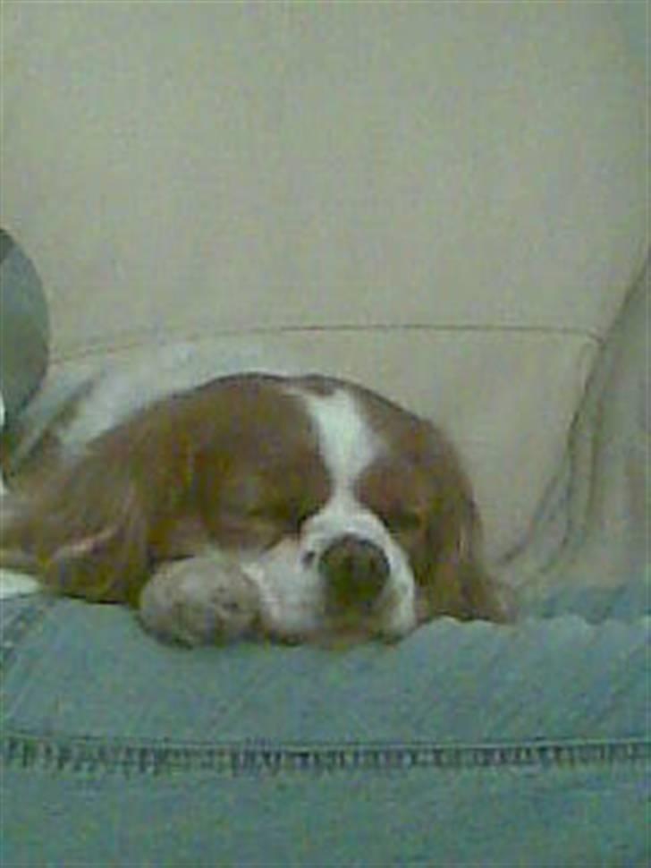 Cavalier king charles spaniel Molly <3 <3 :* billede 3