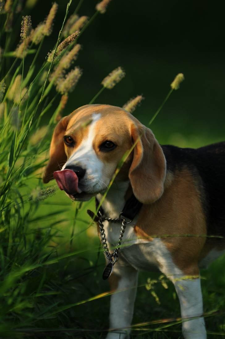 Beagle Bella billede 6