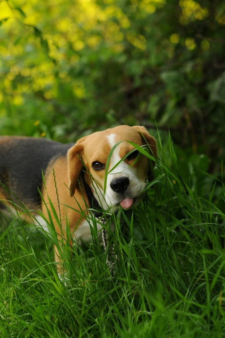 Beagle Bella billede 10