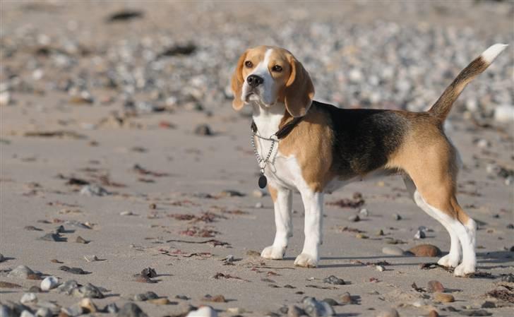 Beagle Bella billede 12