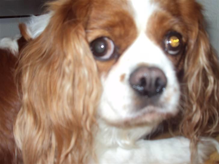 Cavalier king charles spaniel Molly <3 <3 :* billede 4