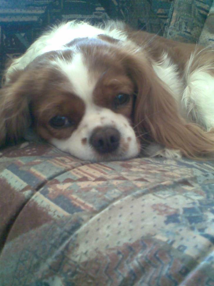 Cavalier king charles spaniel Molly <3 <3 :* billede 5