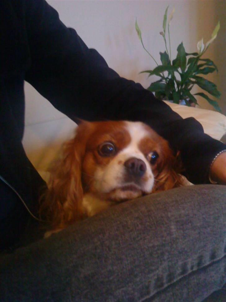 Cavalier king charles spaniel Molly <3 <3 :* billede 6