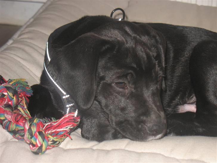 Blanding af racer King billede 11