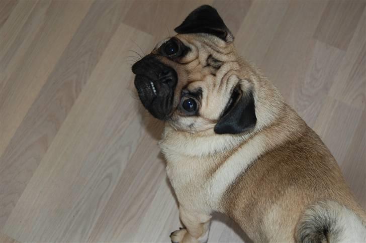 Mops Møffe - Halløjsa! billede 1