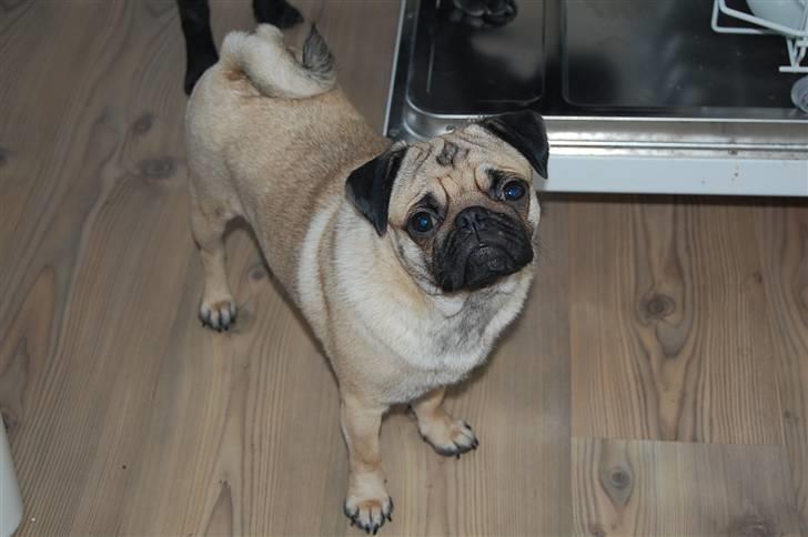 Mops Møffe - Er jeg ikke dejlig? billede 2