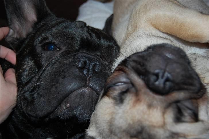 Mops Møffe - Det bedste jeg ved er at putte billede 3