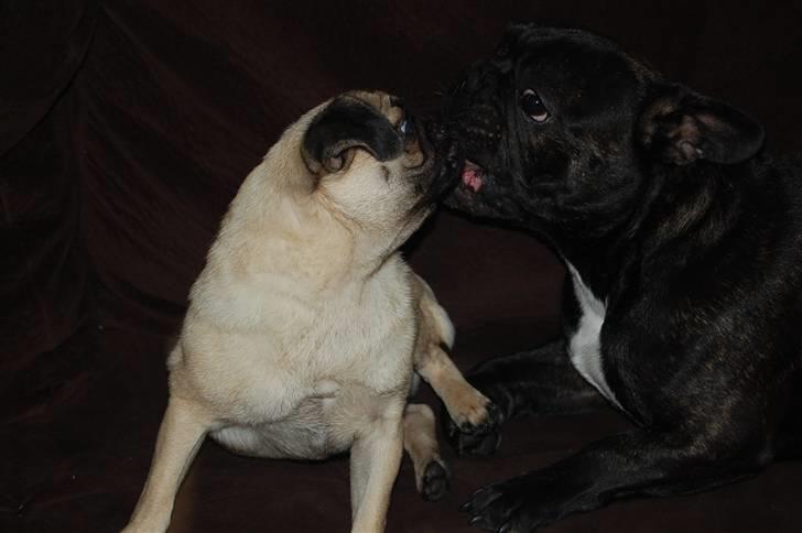 Mops Møffe - Skal vi lege? billede 4