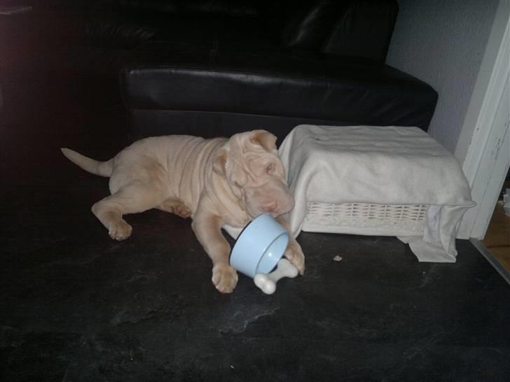 Shar pei Jamaika von Isabella moon billede 1