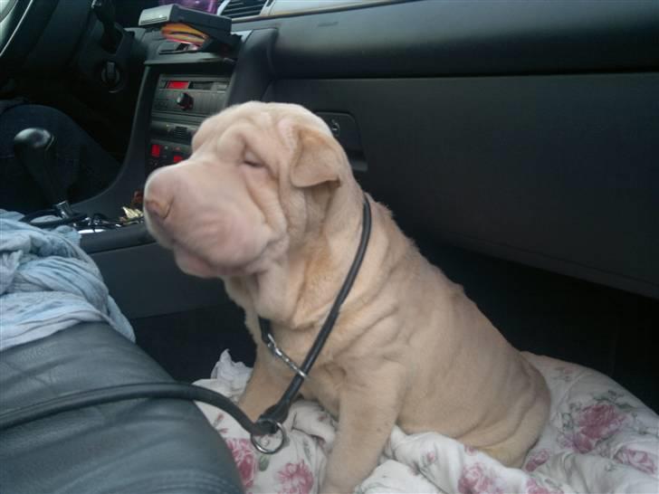 Shar pei Jamaika von Isabella moon billede 2