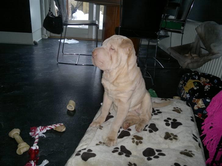 Shar pei Jamaika von Isabella moon billede 3