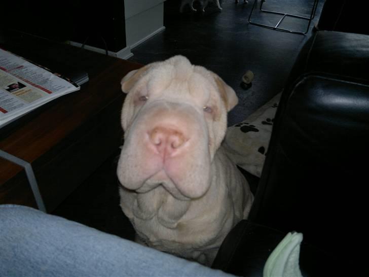 Shar pei Jamaika von Isabella moon billede 4