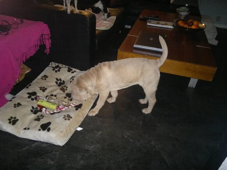 Shar pei Jamaika von Isabella moon billede 5