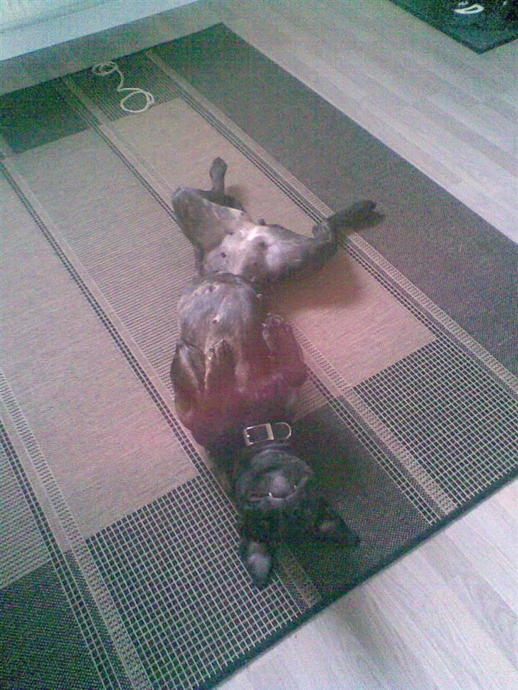 Amerikansk staffordshire terrier Sofie billede 20