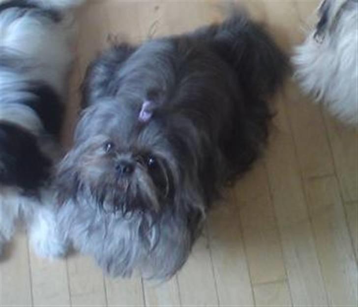 Shih tzu Matilde billede 1