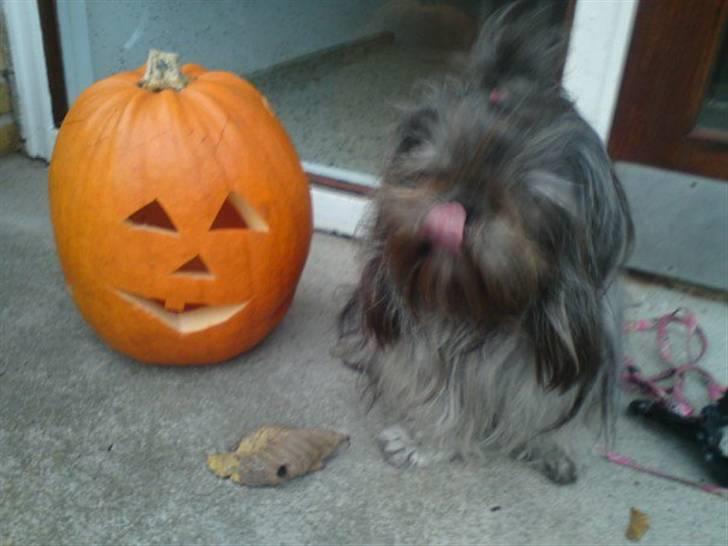 Shih tzu Matilde billede 2