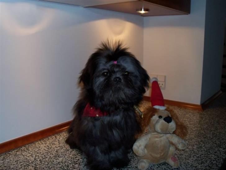Shih tzu Matilde billede 3