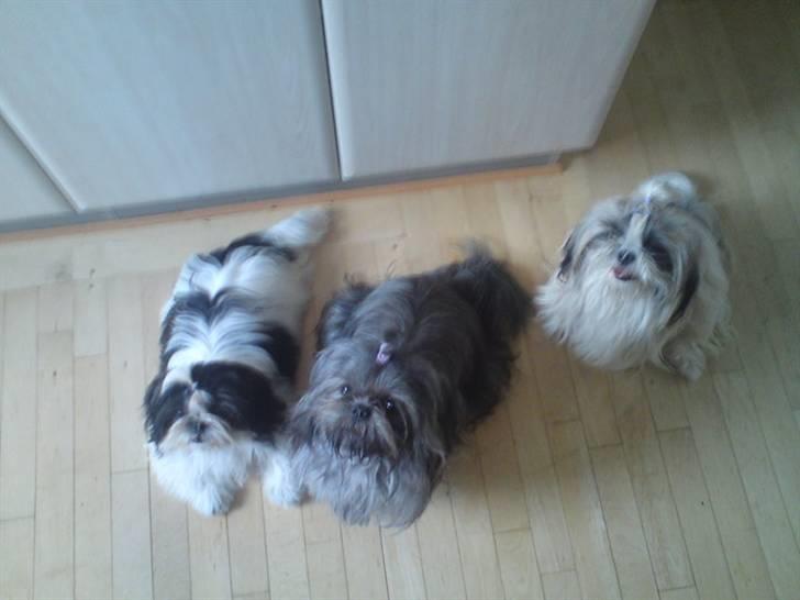 Shih tzu Matilde - Udover Matilde, passer jeg også Sofie til venstre og Amanda til højre :) billede 4