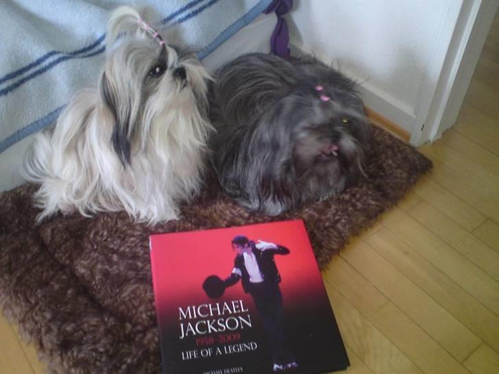 Shih tzu Matilde - Hjemme hos mig, havde netop fået en julegave fra de små vovser :) billede 5