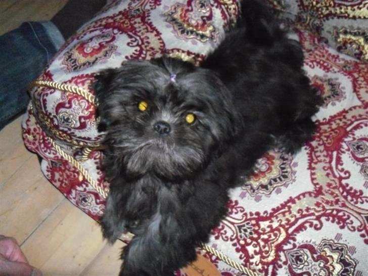 Shih tzu Matilde - Matilde meget ung <3 billede 6