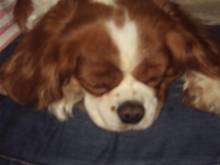 Cavalier king charles spaniel Molly <3 <3 :* billede 7
