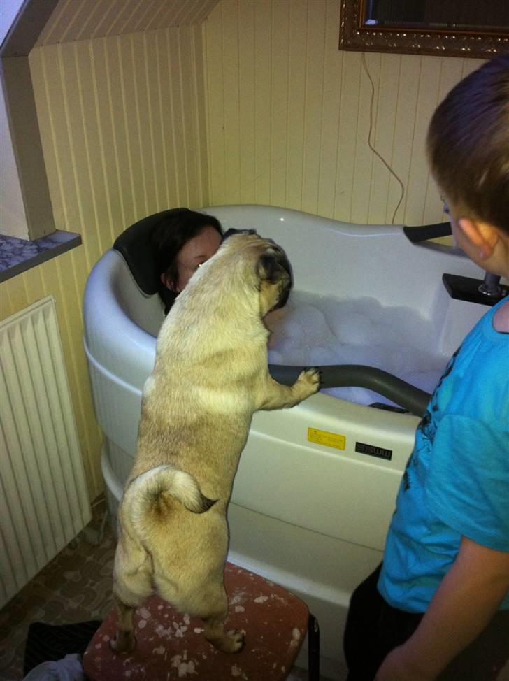 Mops Møffe - Hvornår er det min tur? billede 6