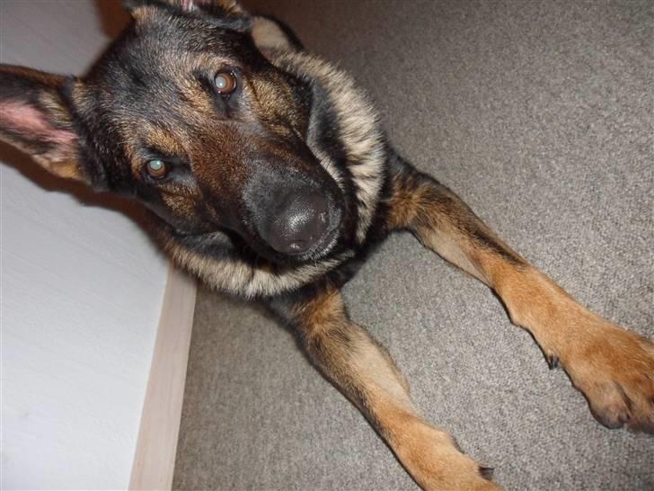 Schæferhund rollo billede 13