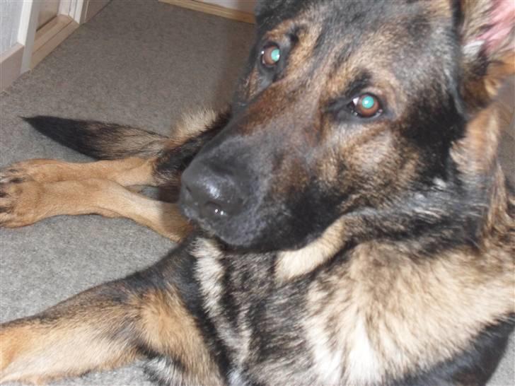 Schæferhund rollo billede 14