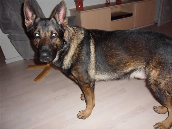 Schæferhund rollo billede 15