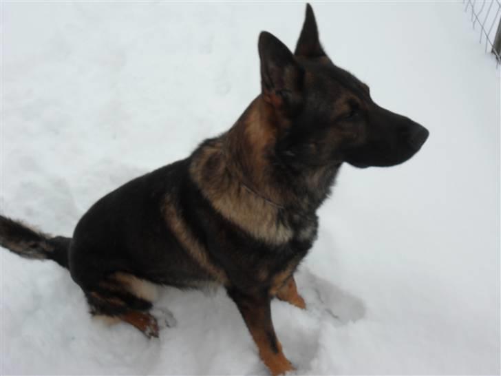 Schæferhund rollo billede 16