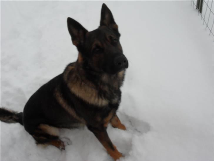 Schæferhund rollo billede 17