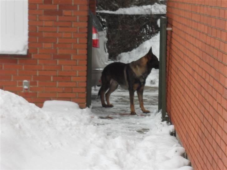 Schæferhund rollo billede 18