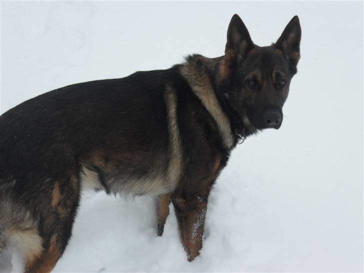 Schæferhund rollo billede 19