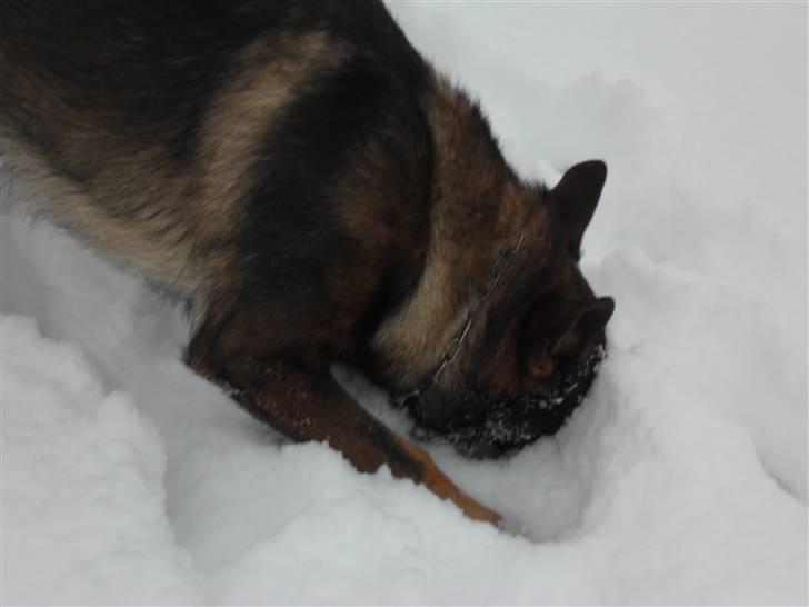 Schæferhund rollo billede 20