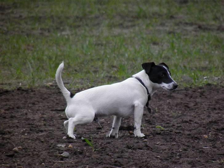 Jack russell terrier Buggi billede 9