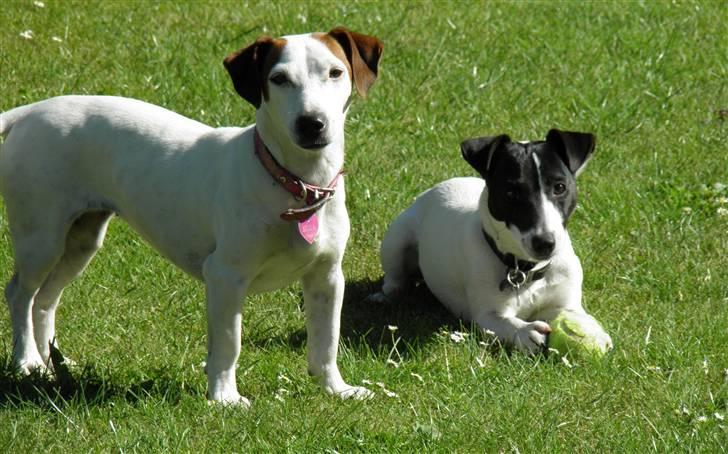 Jack russell terrier Buggi billede 10