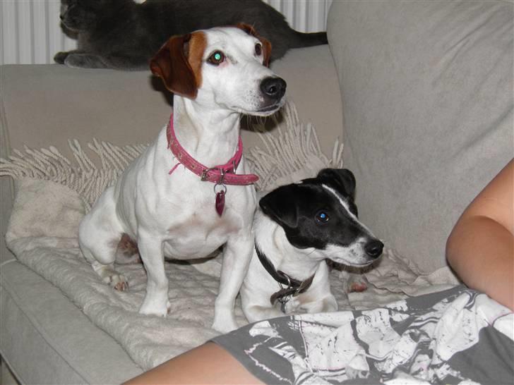 Jack russell terrier Buggi billede 11