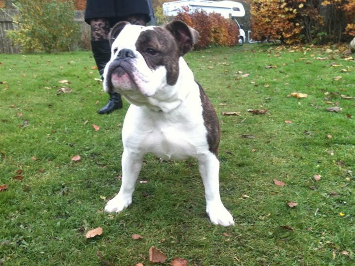 Olde english bulldogge Tago billede 16