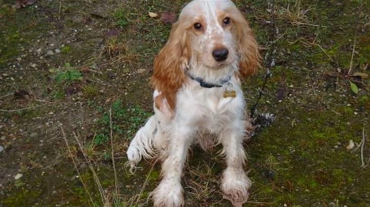 Cocker spaniel Stuart billede 1