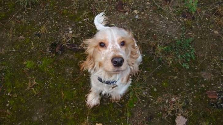 Cocker spaniel Stuart billede 2