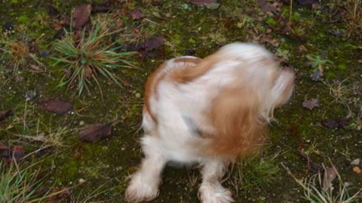 Cocker spaniel Stuart - så rakte opmærksomheden ikke længere..! billede 3