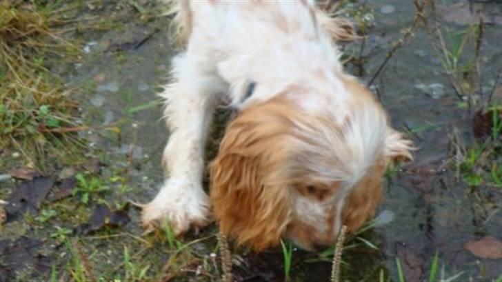 Cocker spaniel Stuart billede 4