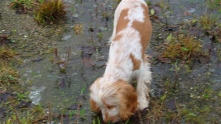 Cocker spaniel Stuart billede 5