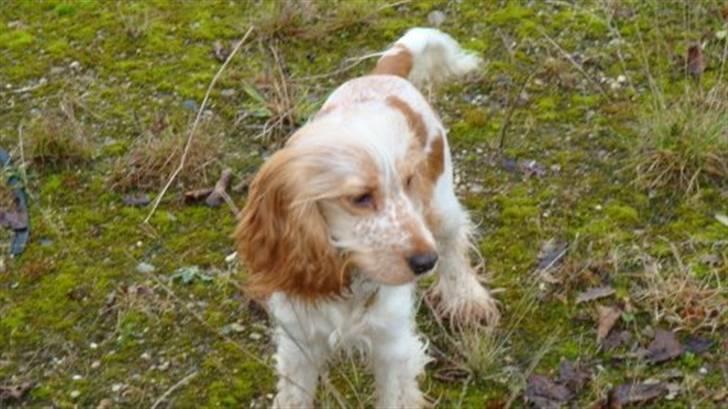 Cocker spaniel Stuart billede 6