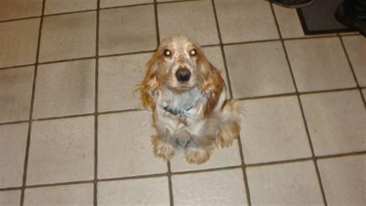 Cocker spaniel Stuart billede 7