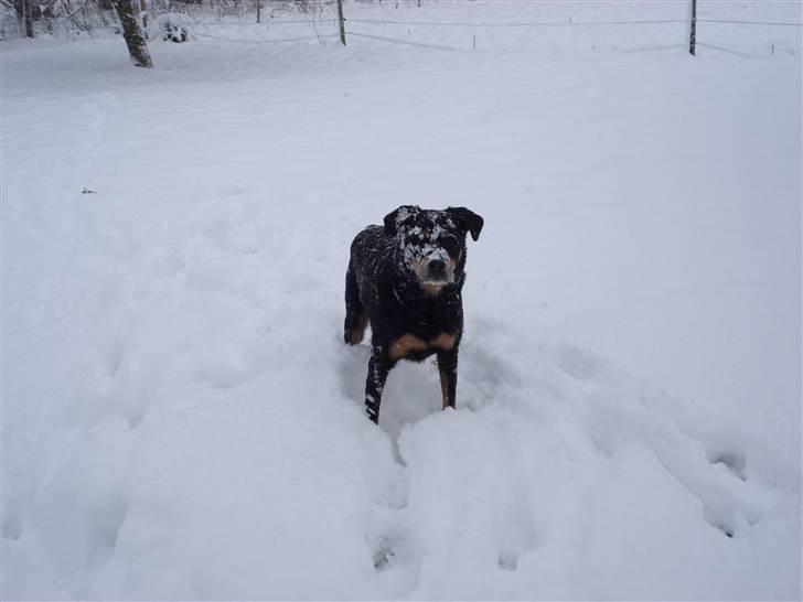 Blanding af racer Chico R.I.P 5/12/2011 :´( billede 4