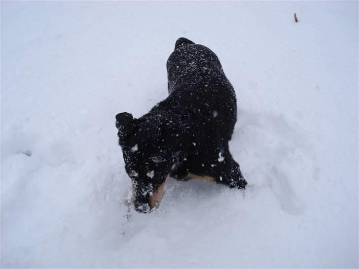 Blanding af racer Chico R.I.P 5/12/2011 :´( billede 5