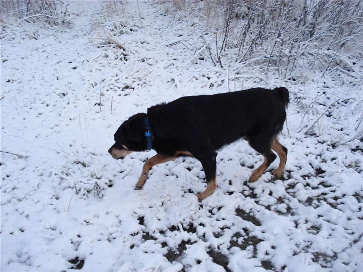 Blanding af racer Chico R.I.P 5/12/2011 :´( billede 6