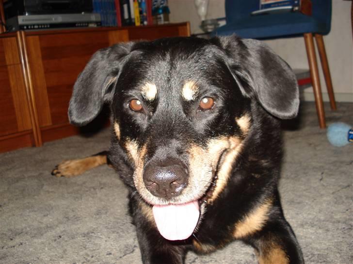 Blanding af racer Chico R.I.P 5/12/2011 :´( billede 7