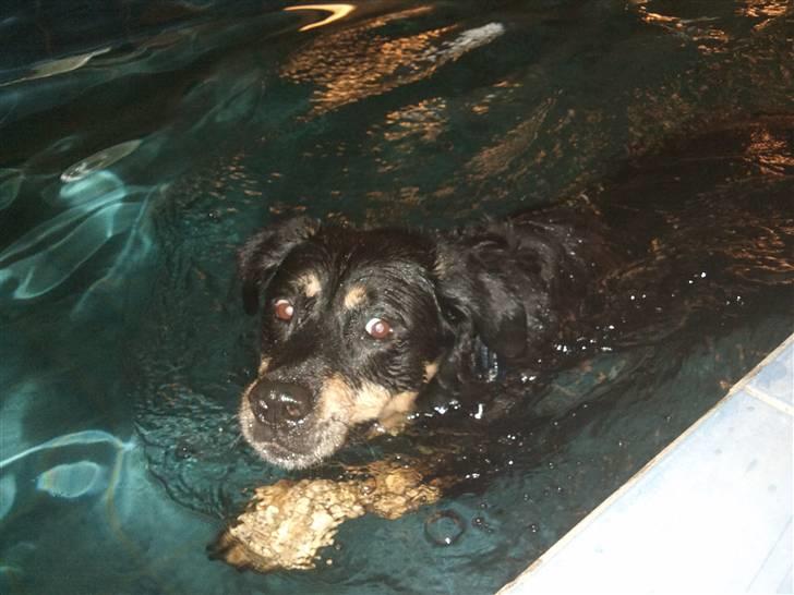 Blanding af racer Chico R.I.P 5/12/2011 :´( billede 10